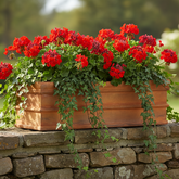 24" Window Box 7 H (R) Sculpture - Planters