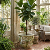 Large potted plant in a sunroom with windows and furniture