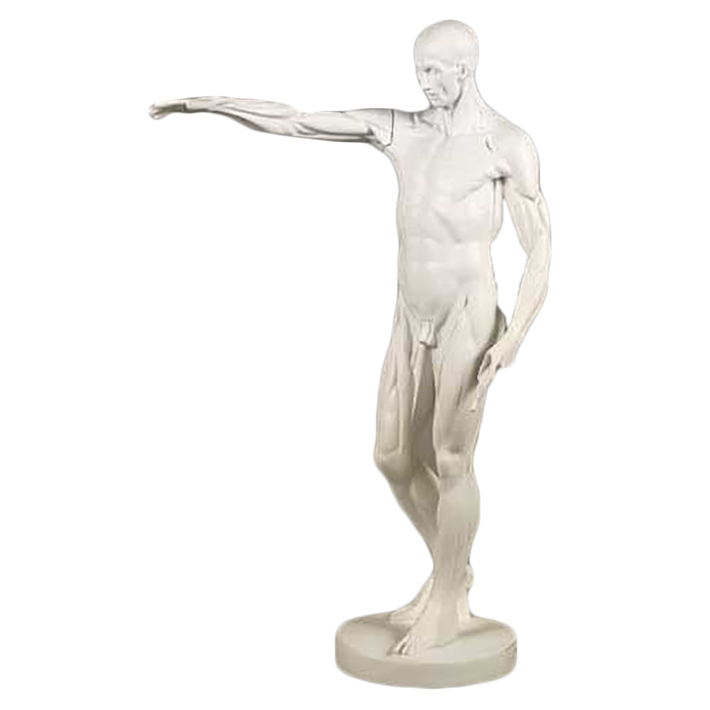 Anatomy Of Man - Drawing Casts Anatomies - XoticBrands Home Decor