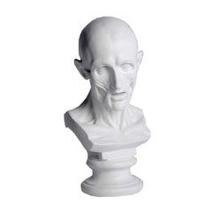 Anatomy Bust - Other Busts Busts - XoticBrands Home Decor