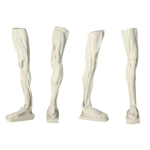 Anatomical Leg - Anatomies Drawing Casts - XoticBrands Home Decor