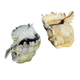Caribbean Conch Garden Animal Statue - XoticBrands Home Decor