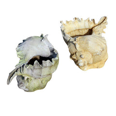 Caribbean Conch Garden Animal Statue - XoticBrands Home Decor