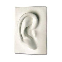 Right Ear 7 - Apendages Drawing Casts - XoticBrands Home Decor