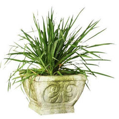 Fleur De Lis Pot-Square 10 H Garden Display - XoticBrands Home Decor