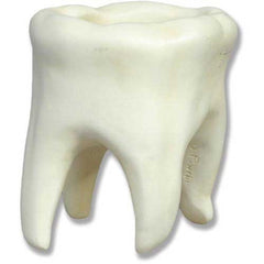 Tooth Small 7 H - Display Display - XoticBrands Home Decor