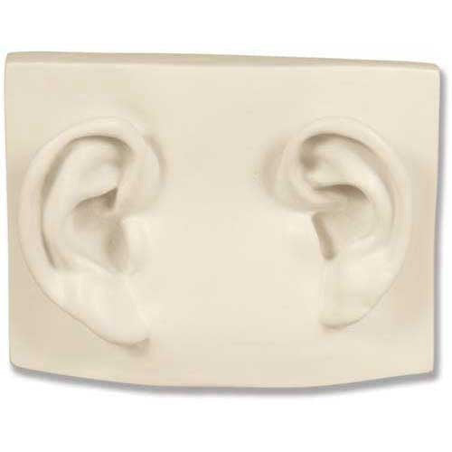 Left/Right Ear On Plaque - Apendages Drawing Casts - XoticBrands Home Decor
