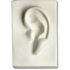 Left Ear 7 - Apendages Drawing Casts - XoticBrands Home Decor