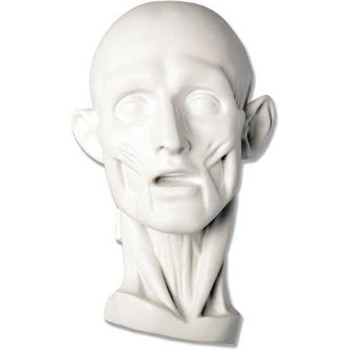 Anatomy Mask - Anatomies Drawing Casts - XoticBrands Home Decor