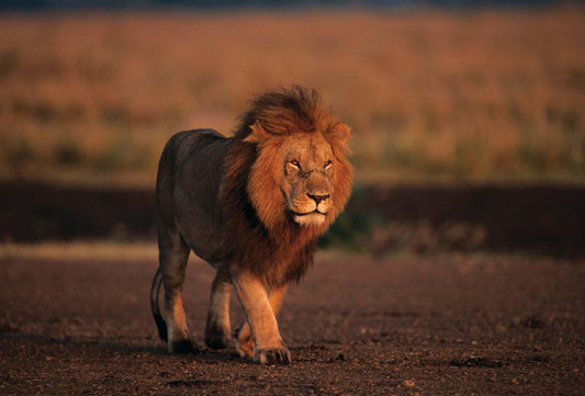 7 African Proverbs To Inspire You This Week - XoticBrands Home Decor