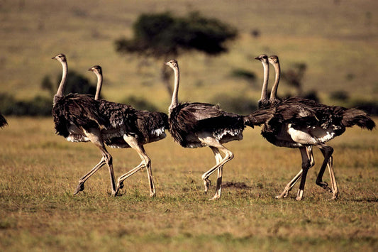 4 Weird Facts You Didn’t Know About African Wildlife - XoticBrands Home Decor