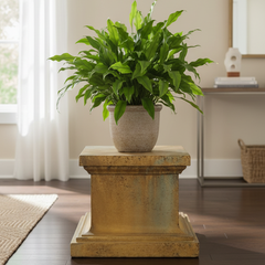 Potted plant on a decorative pedestal in a room with a window and mirror.