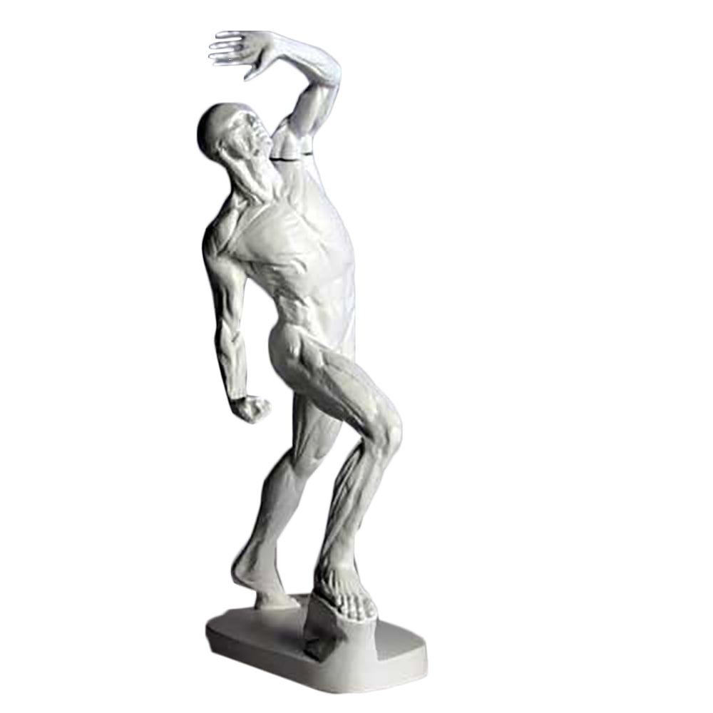 Anatomy Of Man - Drawing Casts   Anatomies - XoticBrands Home Decor