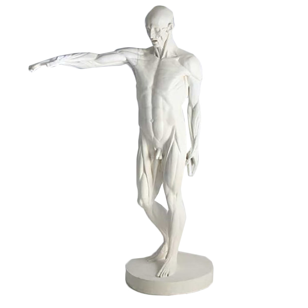 Anatomy Of Man -  Display Display - XoticBrands Home Decor