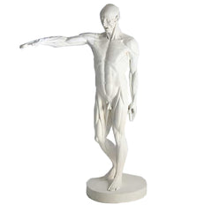 Anatomy Of Man -  Display Display - XoticBrands Home Decor