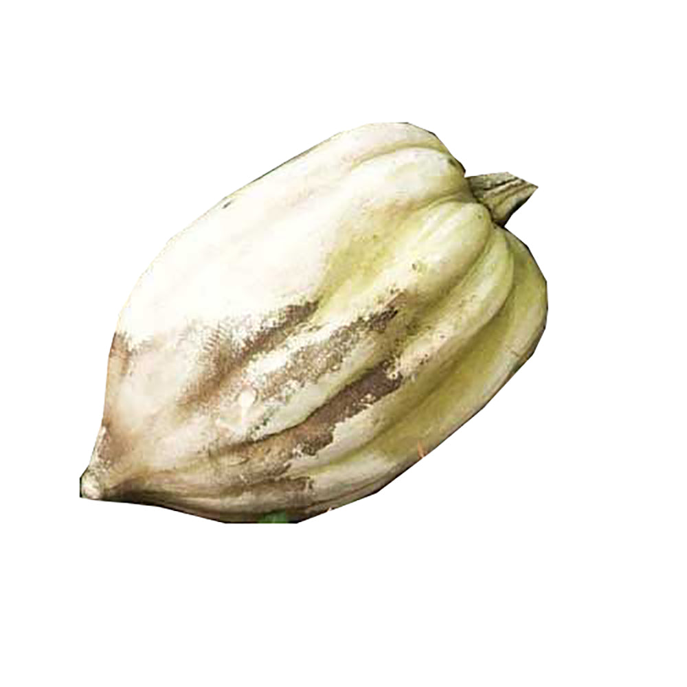 Acorn Squash 4 H -  Display Display - XoticBrands Home Decor