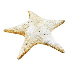 Starfish Pacific Wall 11 Garden Animal Statue - XoticBrands Home Decor