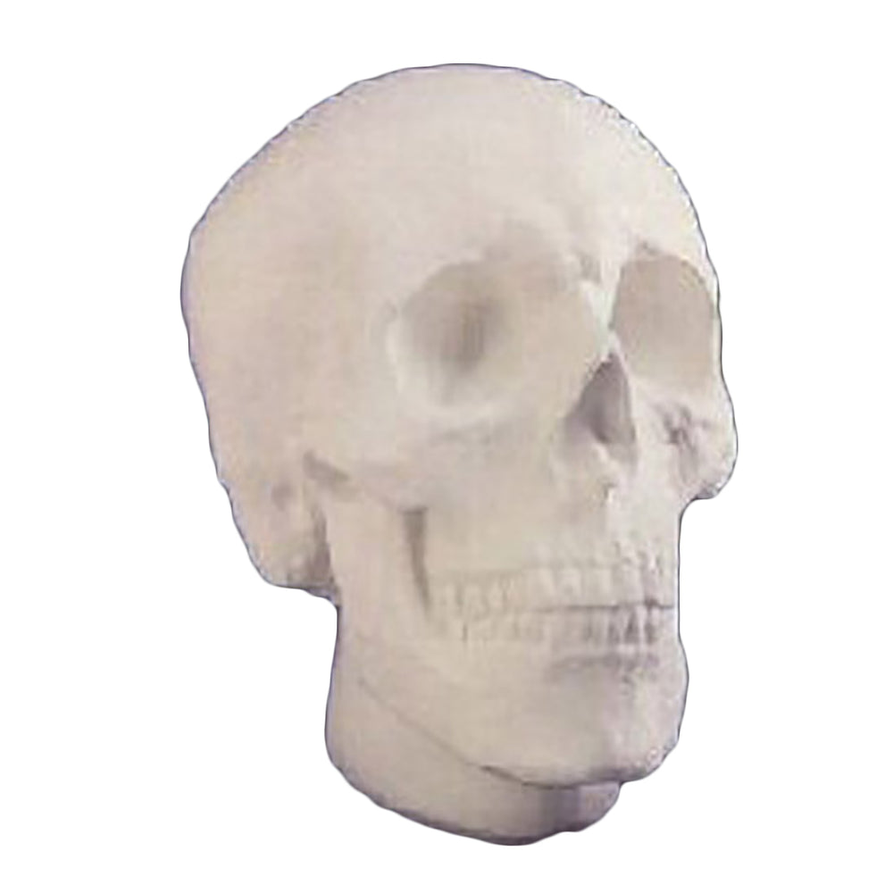 Anatomical Skull -  Anatomies Drawing Casts - XoticBrands Home Decor