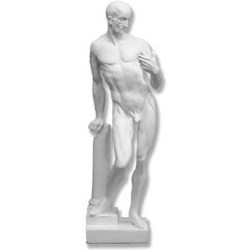 Anatomy Of Man -  Anatomies Drawing Casts - XoticBrands Home Decor