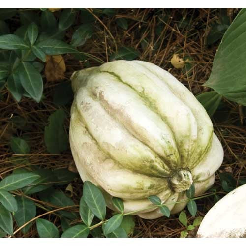 Acorn Squash 5 H -  Display Display - XoticBrands Home Decor