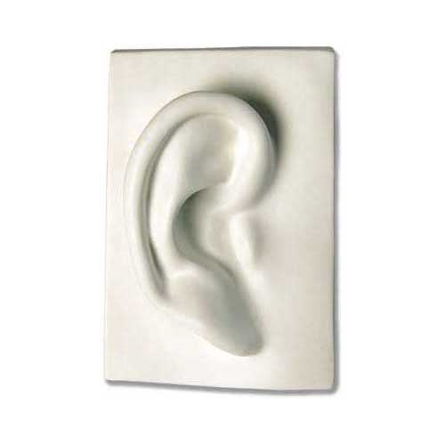 Right Ear 7 -  Apendages Drawing Casts - XoticBrands Home Decor