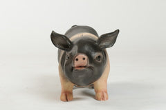 Real Piggy Bank  Animal  Sculpture - XoticBrands Home Decor